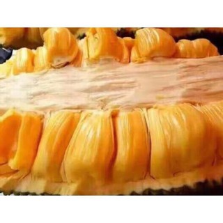 CÂY GIỐNG MÍT MALAYSIA QUẢ DÀI NHẬP KHẨU 45K/CÂY