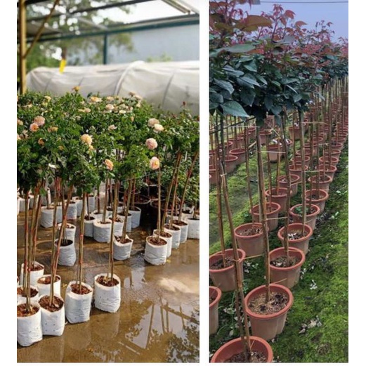 Cành chiết - Hom giống hồng leo tầm xuân CAO - DÀI 1,1-2,1m - Ghép hồng dáng tree