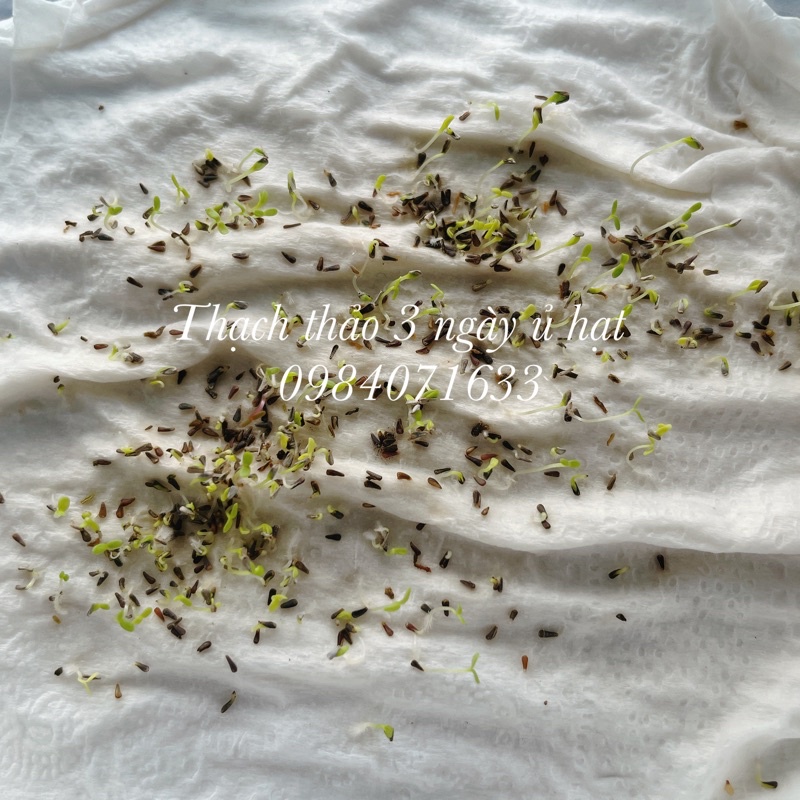 Hạt giống hoa thạch thảo bụi lùn gói 200 hạt mix màu