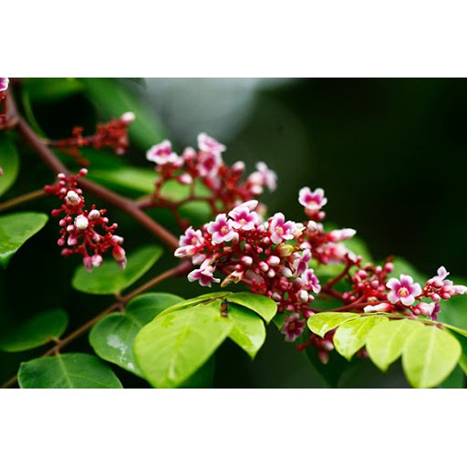 Cây khế đang hoa - Ngũ liêm tử - Coromandel goose-berry - Trang Flower