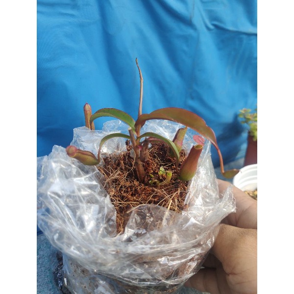 Cây nắp ấm y hình giống ấm sỉze nhỏ