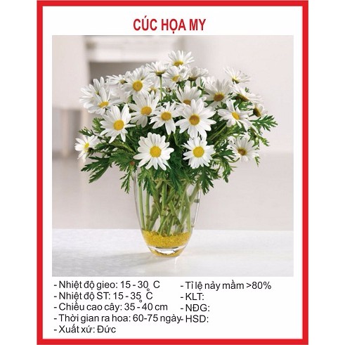 Hạt giống Hoa Cúc Họa My - 100 Hạt