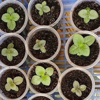 hạt giống dạ yến thảo Mix 100 hạt