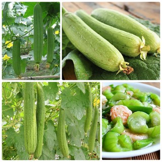 Hạt giống cây mướp hương Thái Lan 2 gram