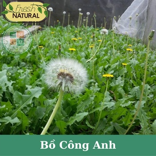 Hạt giống bồ công anh