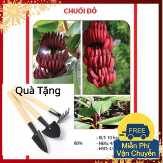 Hạt Giống Chuối Đỏ - 10 Hạt Tặng Bộ Dụng Cụ Mini Trồng Cây Tặng Bộ Dụng Cụ Mini Trồng Cây