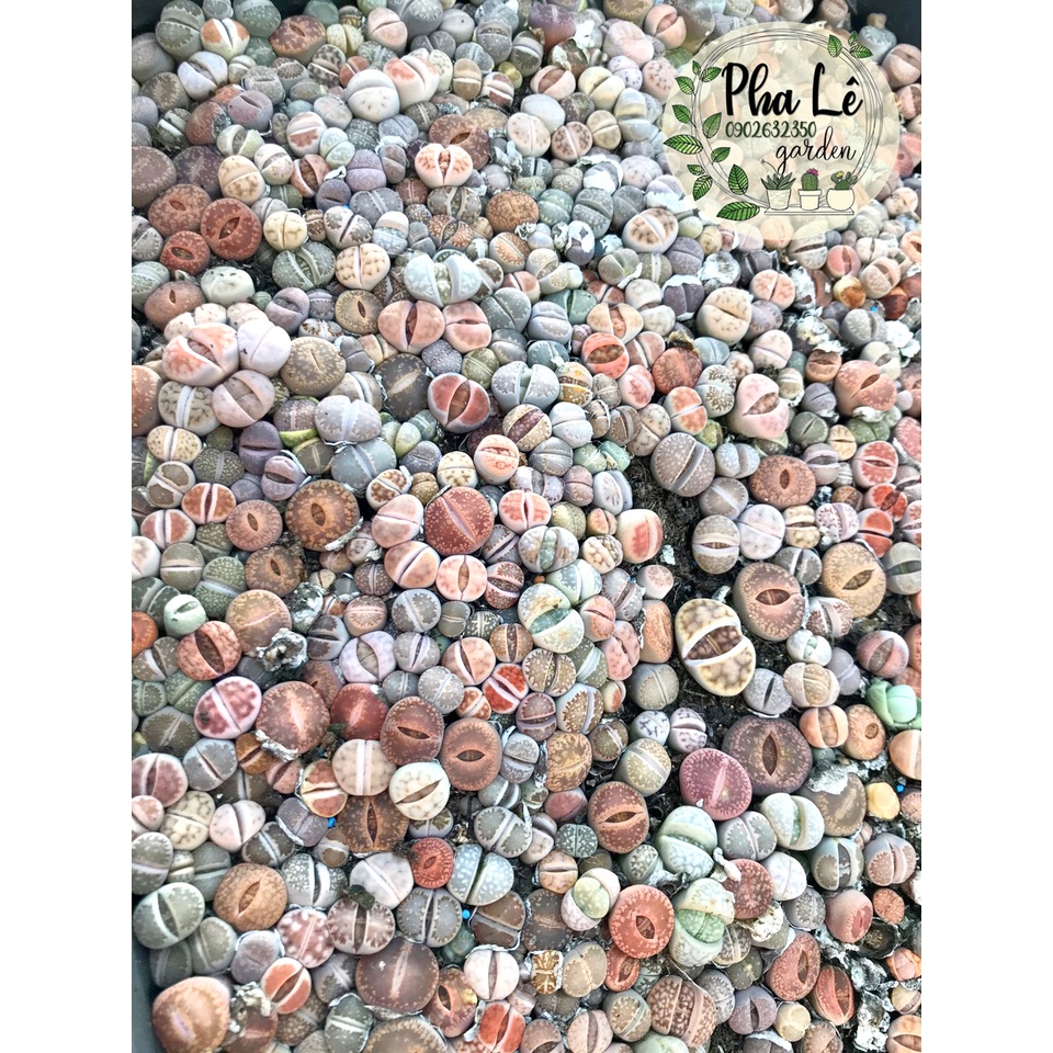 Combo 10 cây sen mông/lithops