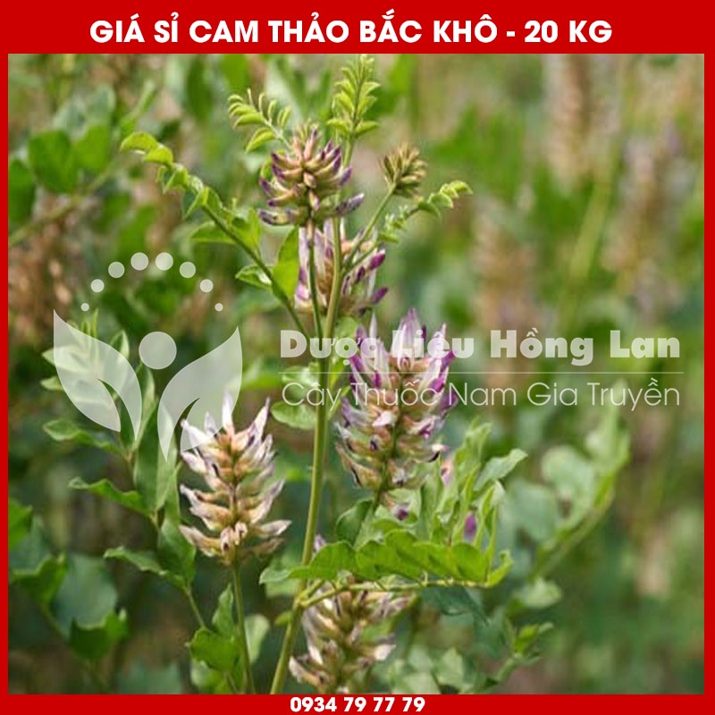 Cung cấp sỉ CÂY CAM THẢO BẮC khô giá bán 20kg - Công ty dược liệu Hồng Lan