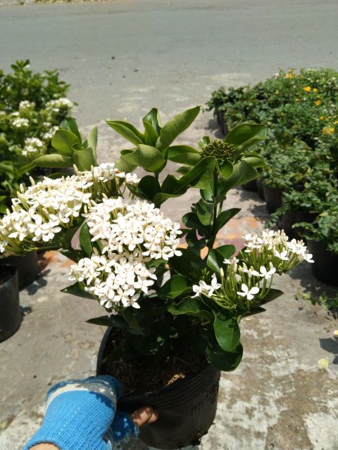 Cây 🌲 Trang Mỹ trắng... trắng lá to đang hoa