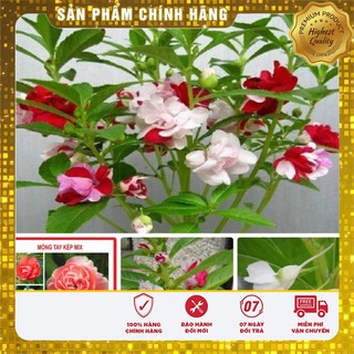Hạt giống hoa Móng Tay kép