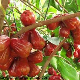 Cây Roi (Mận) Đỏ Thái Lan