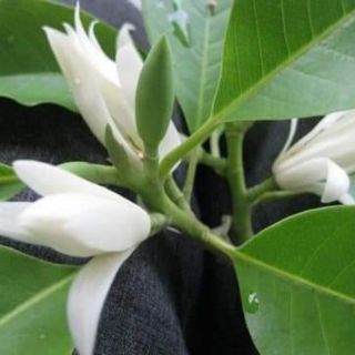 CÂY HOA NGỌC LAN
