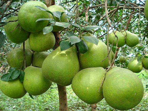 (XẢ HÀNG) Cây BUỞI NĂM ROI ghép, bầu lớn cây to, giống F1 siêu quả