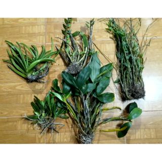Combo các loại lan rừng