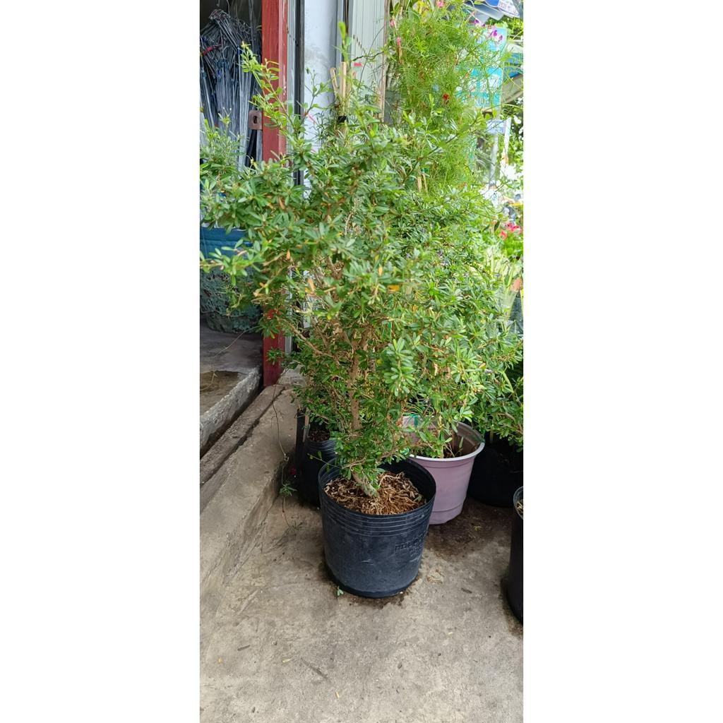 Chậu cây hoa linh sam lá rí hoa tím siêng hoa cây linh sam  cao khoảng 40cm