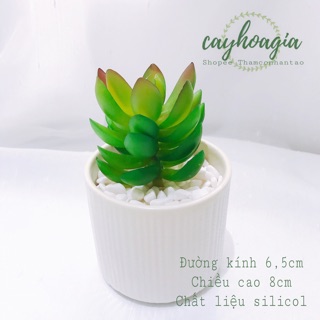 Cây giả - sen đá siiicol sp001127