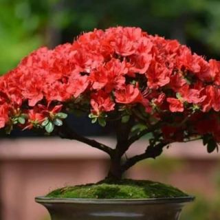 combo 2 Cây giống đỗ quyên