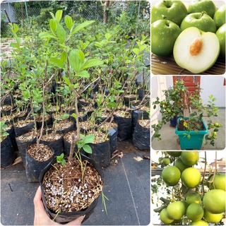 Cây giống Táo Thái cho trái siêu sớm. [ 3 tháng thu hoạch ].