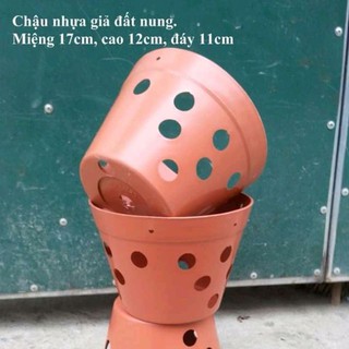 Rẻ- Combo 20 chậu giả đất nung phi 17 nhập khẩu, phân phối.