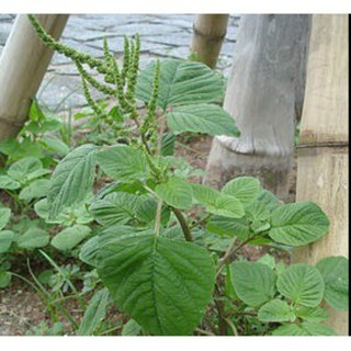 3000 hạt giống rau dền cơm, nảy mầm 95% , dể trồng