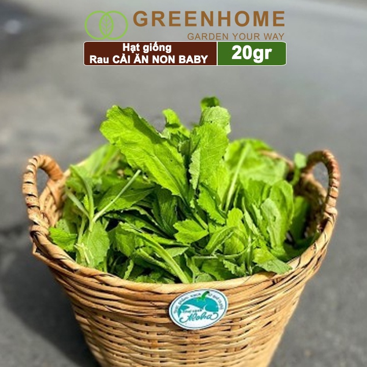 Hạt giống rau Cải ăn non Greenhome, gói 20g, dễ trồng, thu hoạch nhanh R05