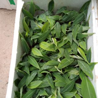 Cây chuối tây thái