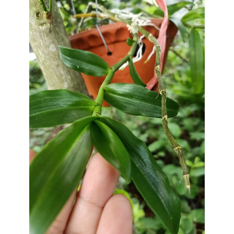 ki phi điệp mặt hoa đẹp( ki như ảnh đăng)