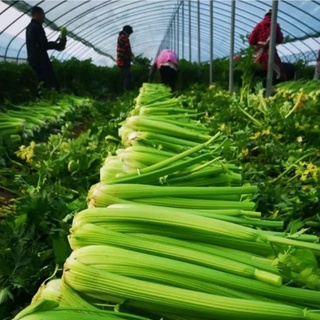1kg Bột cần tây nguyên chất