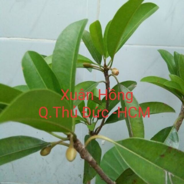 Cây hồng xiêm xoài, cây to đẹp. ra quả sau 2 tháng.