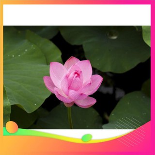Gói 10 hạt giống sen ta - Sen Hồng Việt Nam - Vietnamese Lotus UY TÍN, GIÁ RẺ, CHẤT LƯỢNG BÀ CON AN TÂM ƯƠM MẦM