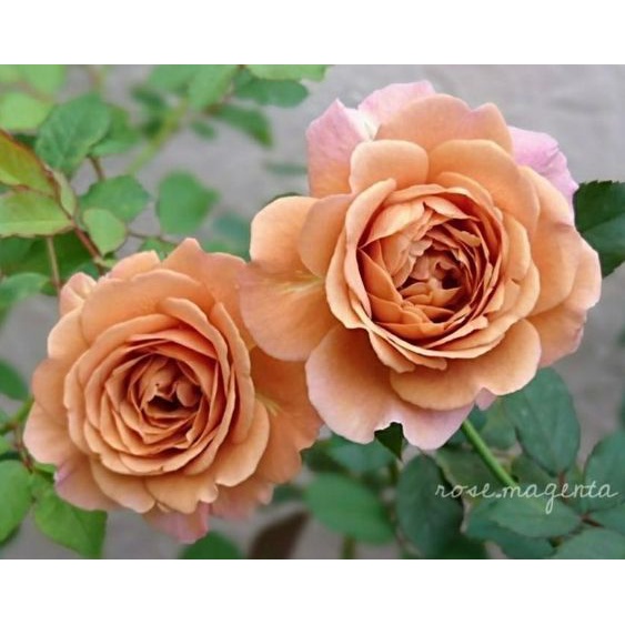 Hoa hồng ngoại Utsusemi  ly cà phê ngọt ngào -hoangoaimelinh