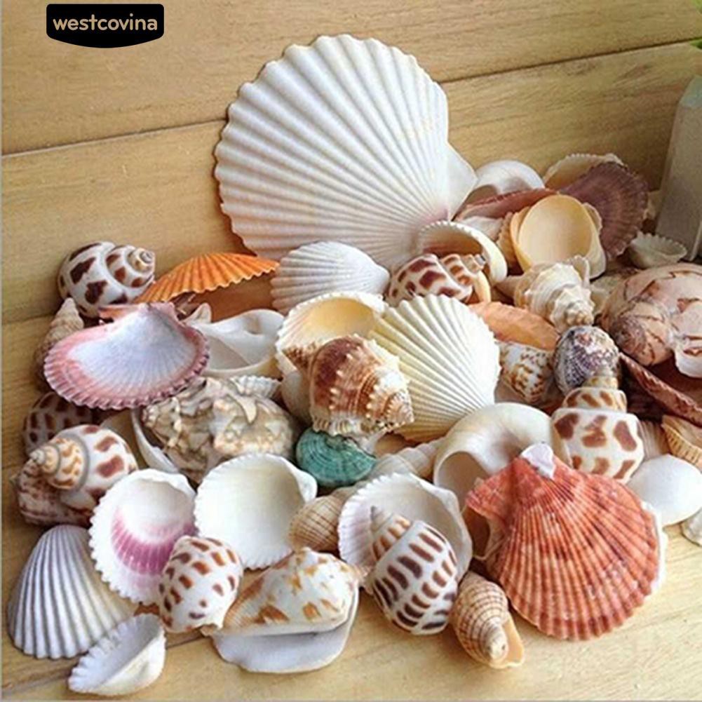 Vỏ ốc biển trang trí bể cá