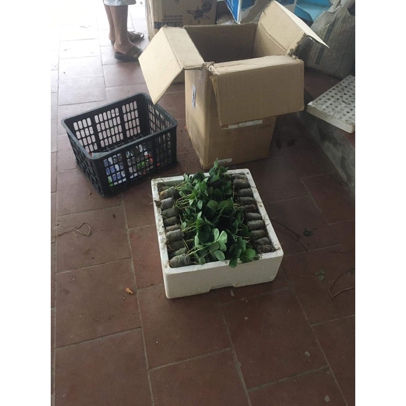 5 Cây giống dâu tây Newzealand