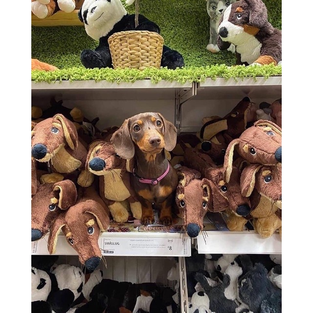 CHÓ BÔNG SMASLUG IKEA