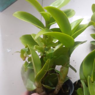 Hoa lan Denro nắng Sampranred