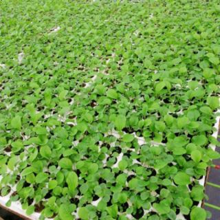 Cây đồng tiền cao