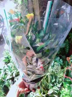 Hoa Hồng Màu Vàng