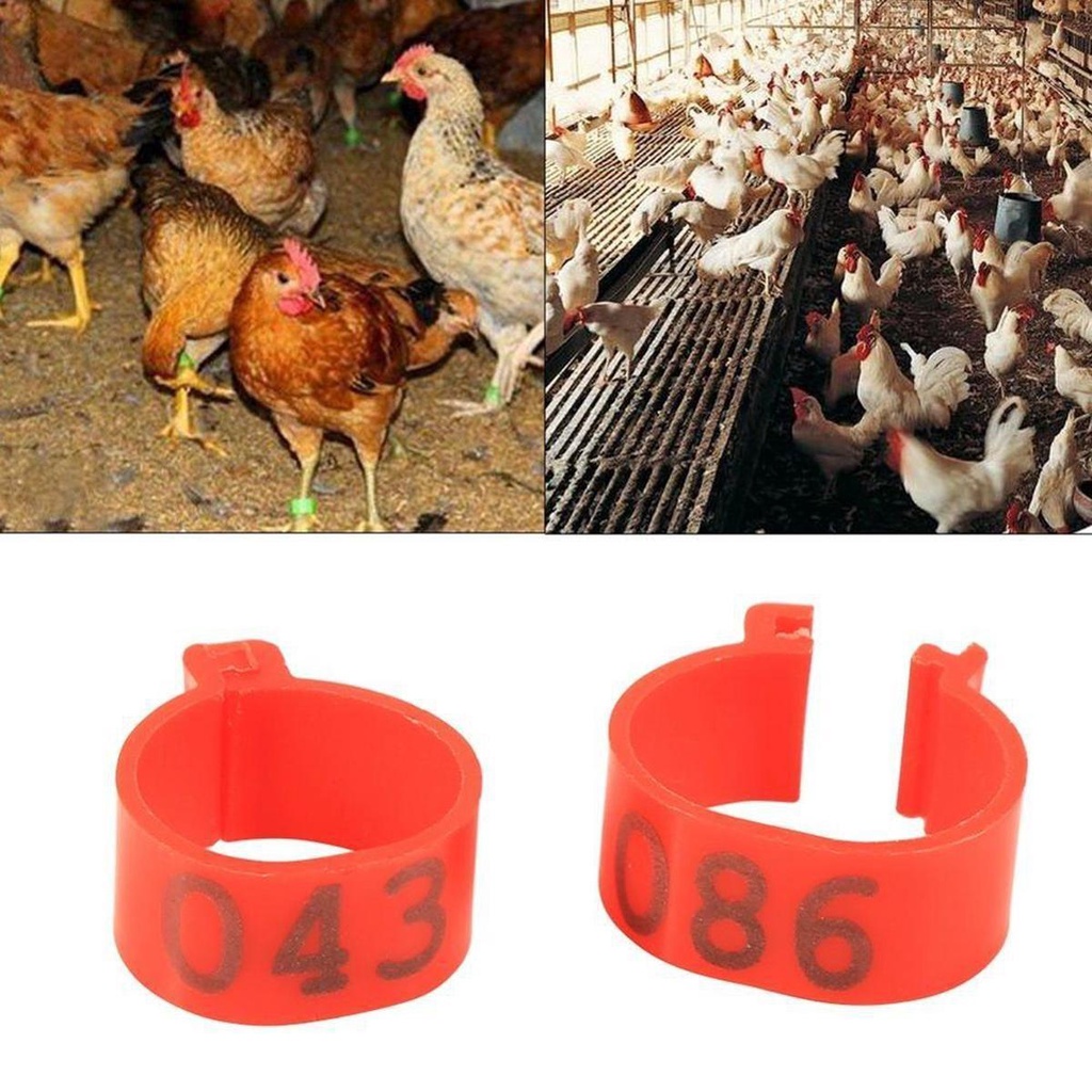 Vòng Đeo Chân 6 Màu 001-100 Số Gà Vịt Nông Trại