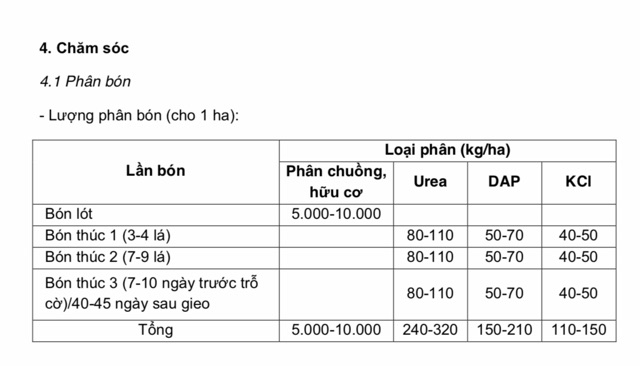 Ngô lai đơn chịu hạn NK7328-Sygenta-Mỹ