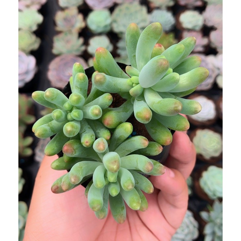 Sen đá size nhỏ ngẫu nhiên