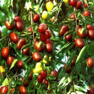 Táo đỏ Tân cương- 1kg