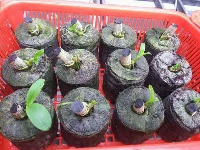 Hạt giống khổ qua xanh, khổ qua gai, mướp đắng (dễ trồng ra nhiều trái)