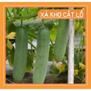 Hạt giống Dưa chuột nếp thơm