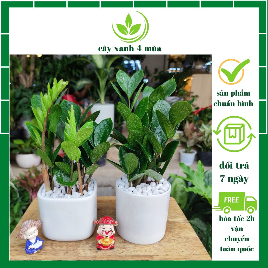 Cây kim tiền chậu sứ trải đá trắng ,cây phát tài phát lộc phong thủy để bàn cao 25-30cm