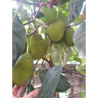 Cây mít thái siêu sớm