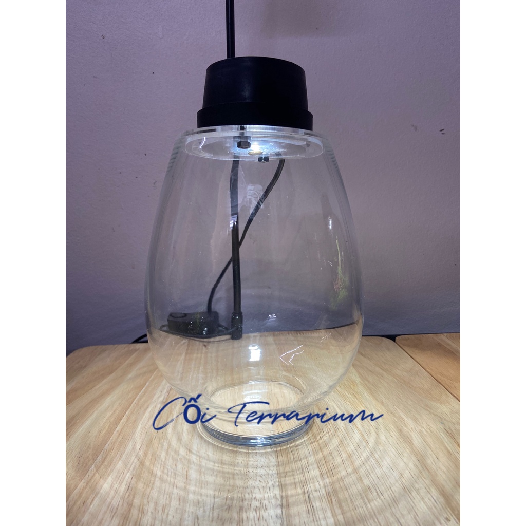 Bộ bình thủy tinh mosslight terrarium size 14x22cm