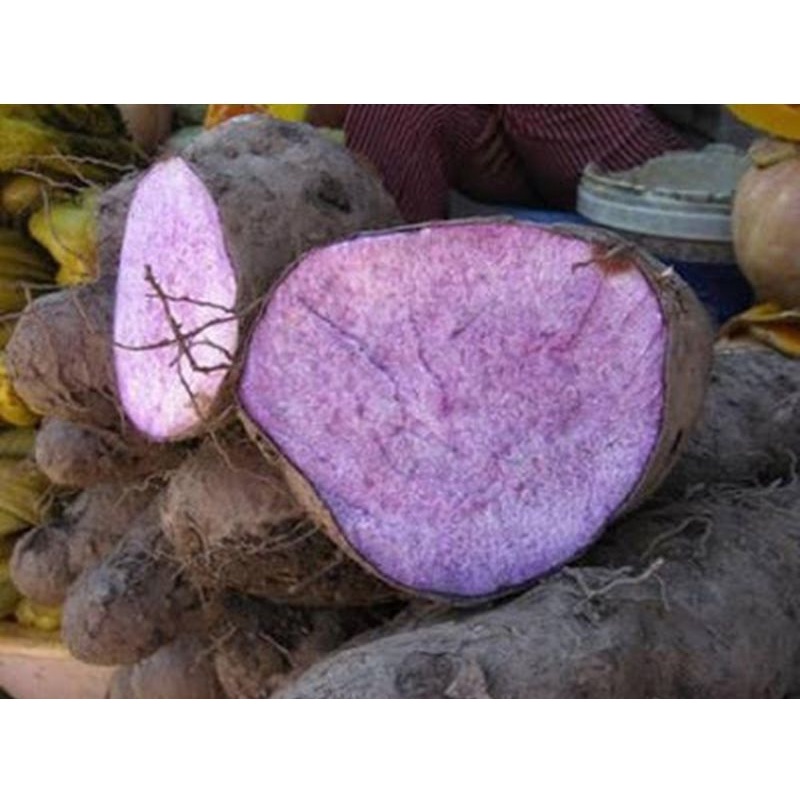 Khoai mỡ-1kg ú nu mới nhổ