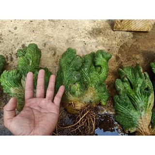 xương rồng vân sơn