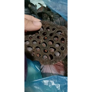 Sen bách diệp 100g hạt già
