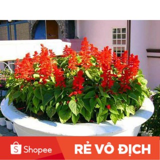 (SALE LỚN) 100 hạt giống hoa xp chất lượng cao